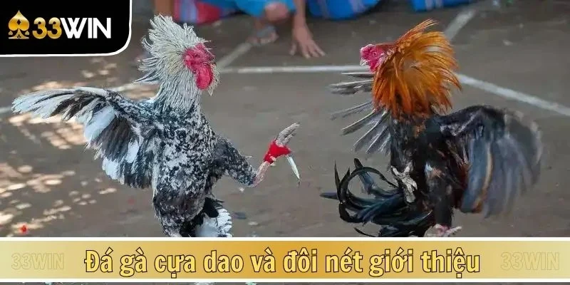 Đá gà cựa dao và đôi nét giới thiệu