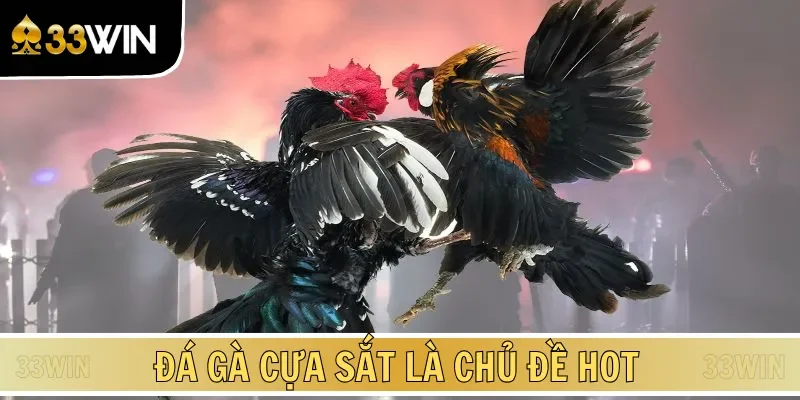 Đá gà cựa sắt trở thành chủ đề nổi bật hiện nay