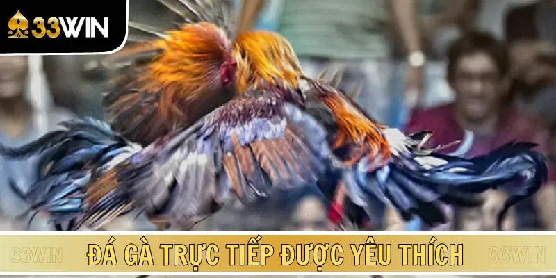 Đá gà trực tiếp là chủ đề giải trí hấp dẫn, thú vị