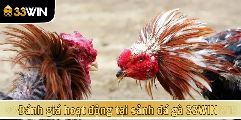 Đánh giá hoạt động diễn ra tại sảnh đá gà 33WIN