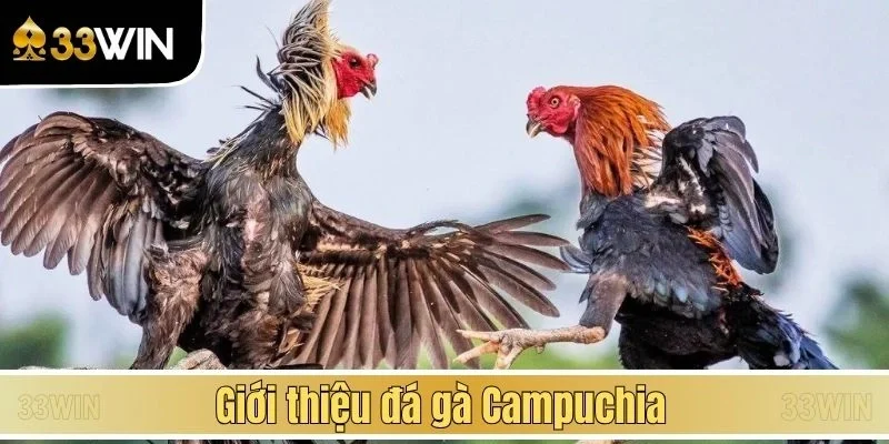 Giới thiệu đá gà Campuchia
