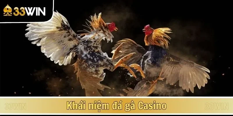 Khái niệm đá gà Casino